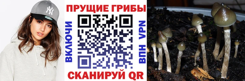 дарнет шоп  Черноголовка  Галлюциногенные грибы GOLDEN TEACHER 